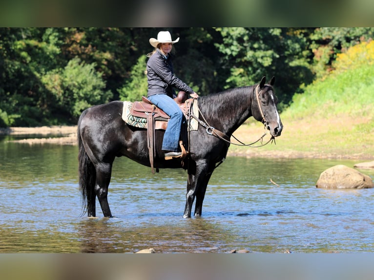 American Quarter Horse Wallach 10 Jahre 155 cm Rappe in Clarion