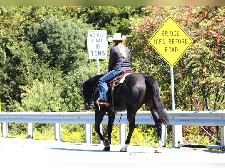 American Quarter Horse Wallach 10 Jahre 155 cm Rappe in Clarion