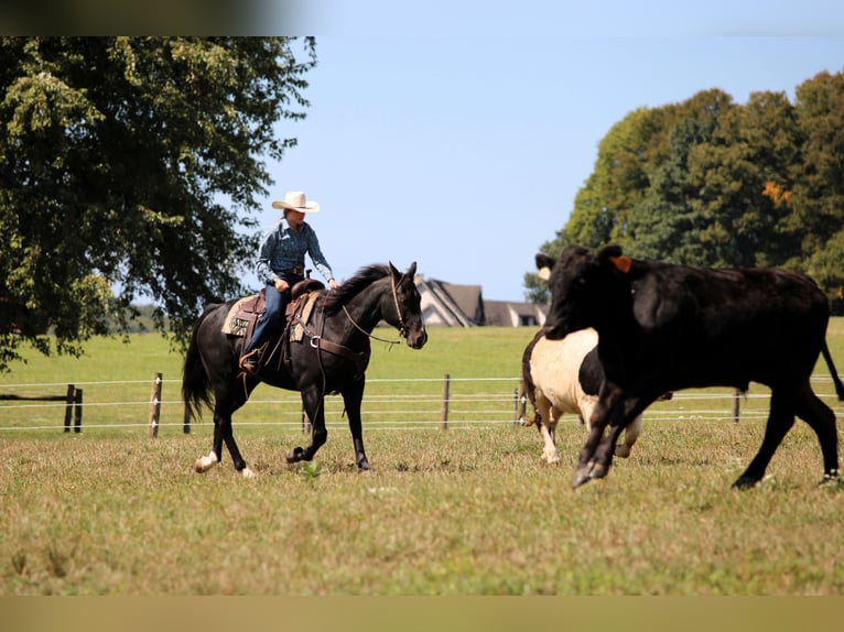 American Quarter Horse Wallach 10 Jahre 155 cm Rappe in Clarion