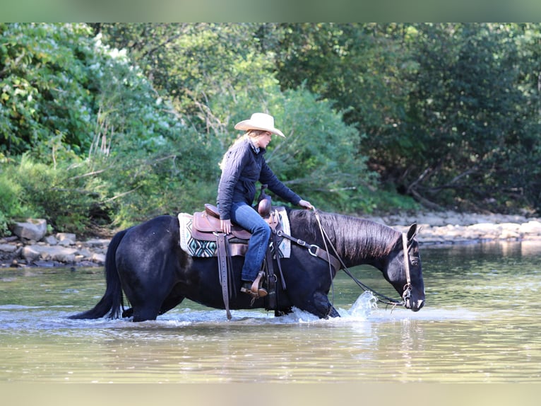 American Quarter Horse Wallach 10 Jahre 155 cm Rappe in Clarion