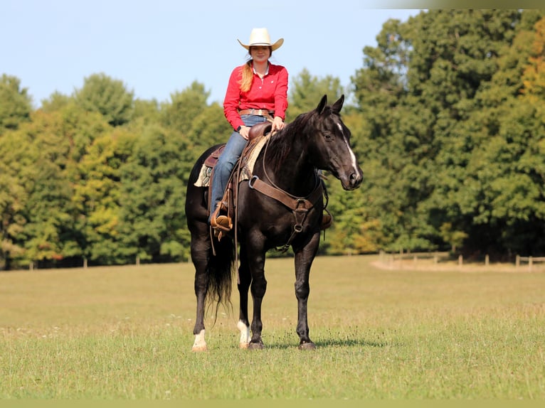 American Quarter Horse Wallach 10 Jahre 155 cm Rappe in Clarion