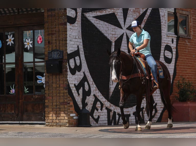 American Quarter Horse Wallach 10 Jahre 155 cm Rappe in Rusk Tx