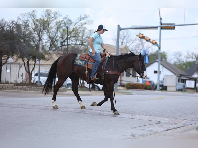 American Quarter Horse Wallach 10 Jahre 155 cm Rappe in Rusk Tx