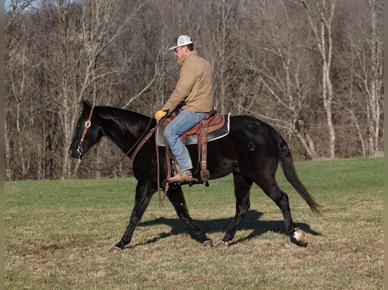 American Quarter Horse Wallach 10 Jahre 155 cm Rappe in Somerset, KY