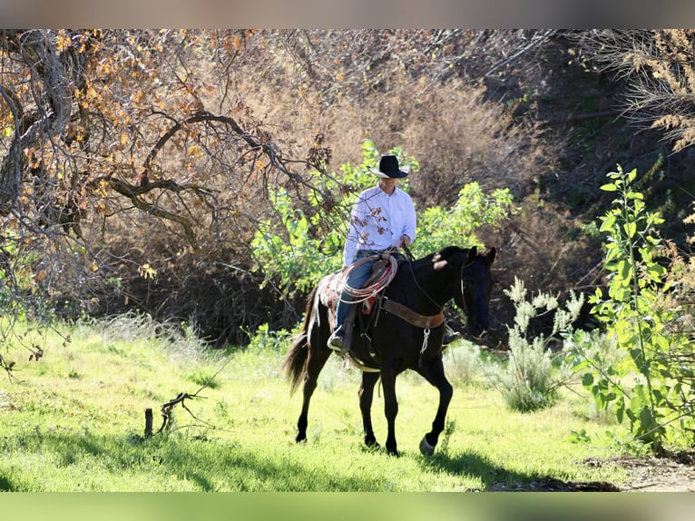 American Quarter Horse Wallach 10 Jahre 155 cm Rappe in Tres Pinos