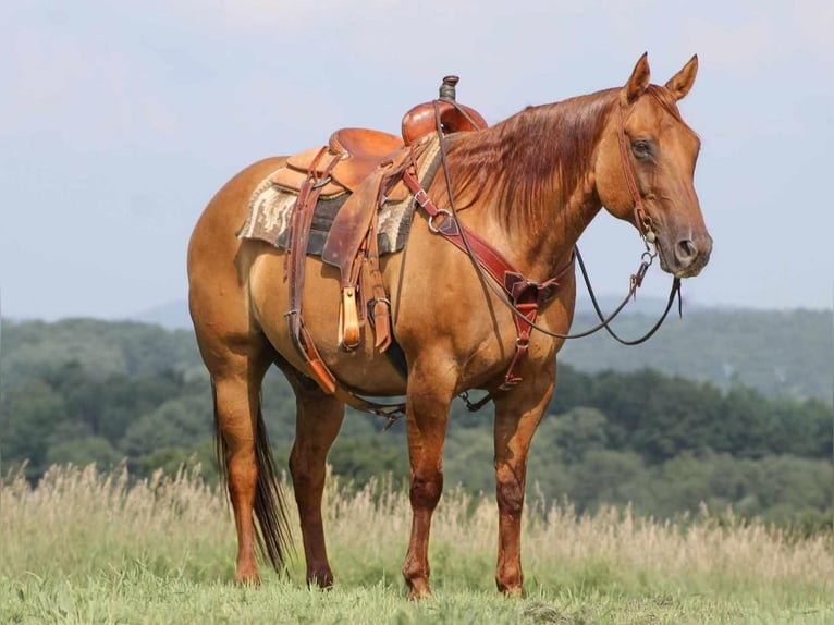 American Quarter Horse Wallach 10 Jahre 155 cm Red Dun in Clarion, PA