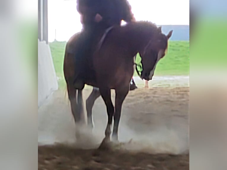 American Quarter Horse Wallach 10 Jahre 155 cm Red Dun in Buggingen