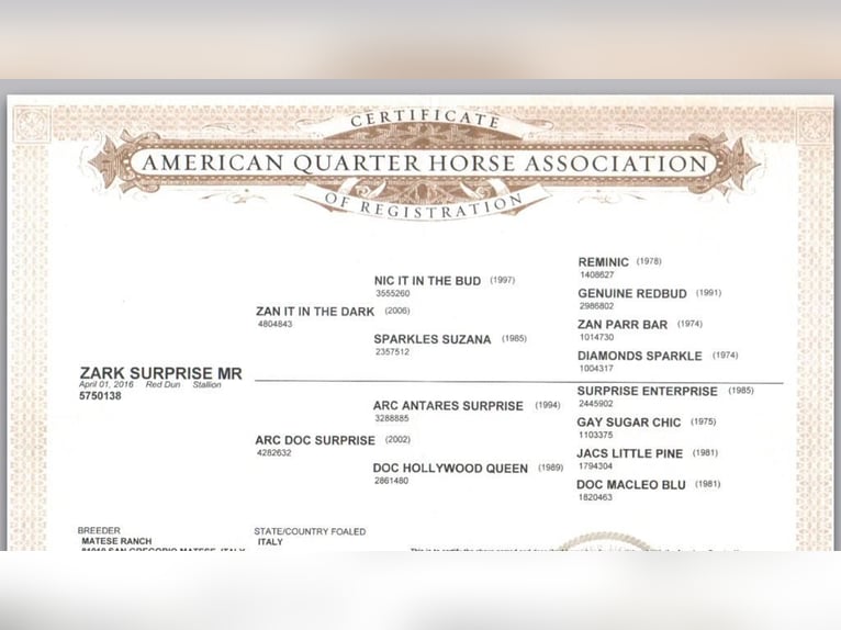 American Quarter Horse Wallach 10 Jahre 155 cm Red Dun in Buggingen