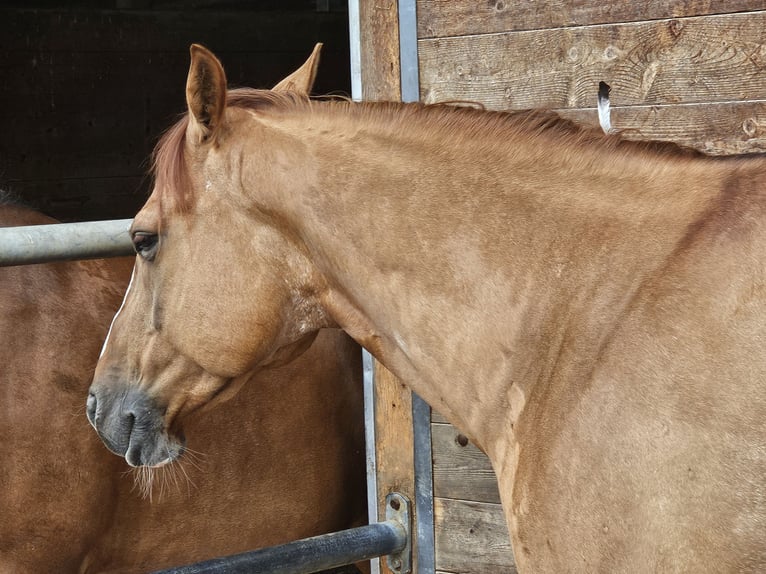 American Quarter Horse Wallach 10 Jahre 155 cm Red Dun in Buggingen