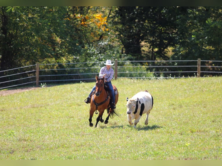 American Quarter Horse Wallach 10 Jahre 155 cm Roan-Bay in Clarion