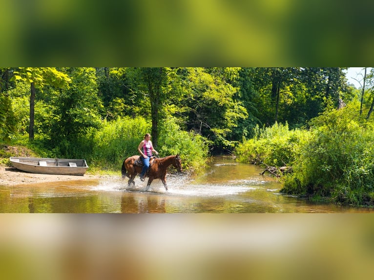 American Quarter Horse Wallach 10 Jahre 155 cm Roan-Bay in Saint Joe