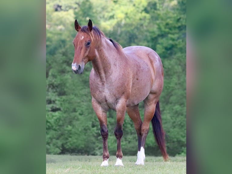 American Quarter Horse Wallach 10 Jahre 155 cm Roan-Bay in Athens TX