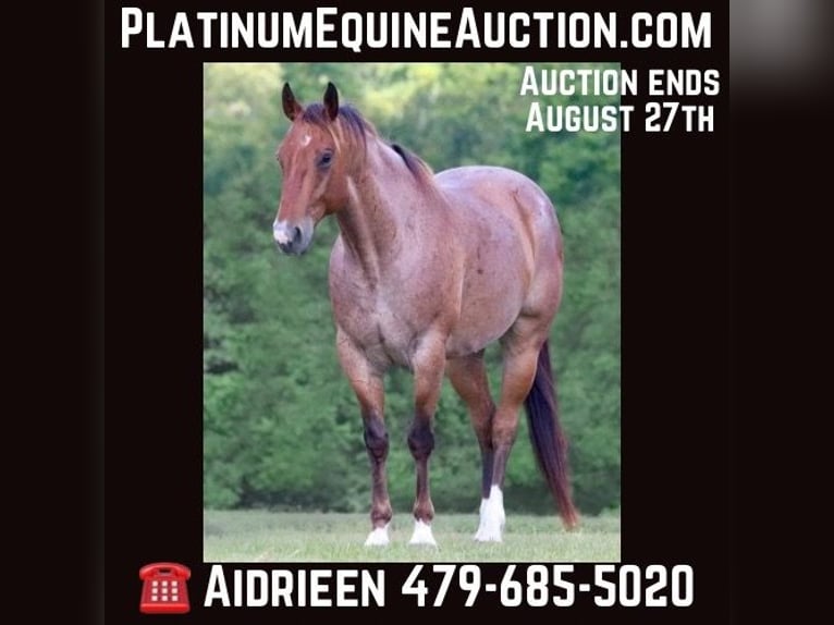 American Quarter Horse Wallach 10 Jahre 155 cm Roan-Bay in Athens TX