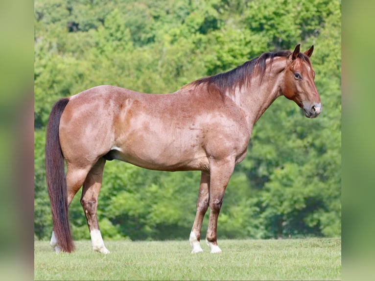 American Quarter Horse Wallach 10 Jahre 155 cm Roan-Bay in Athens TX
