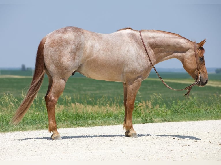 American Quarter Horse Wallach 10 Jahre 155 cm Roan-Red in Bernard, IA