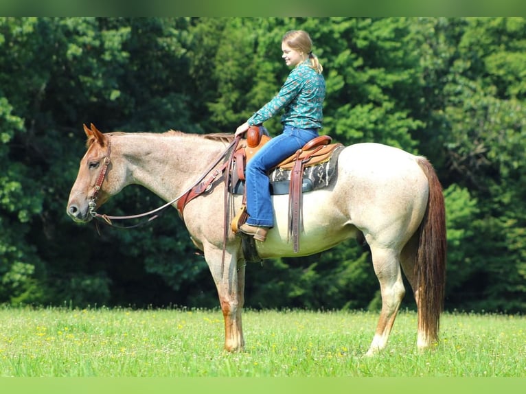 American Quarter Horse Wallach 10 Jahre 155 cm Roan-Red in Clarion, PA