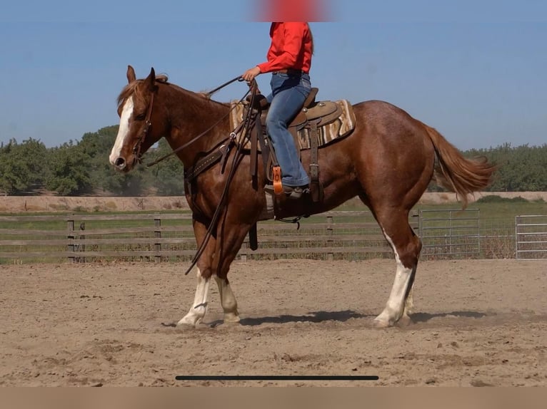 American Quarter Horse Wallach 10 Jahre 155 cm Roan-Red in Waterford, CA