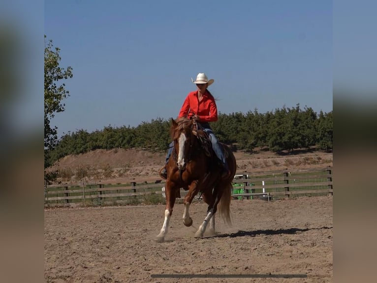 American Quarter Horse Wallach 10 Jahre 155 cm Roan-Red in Waterford, CA
