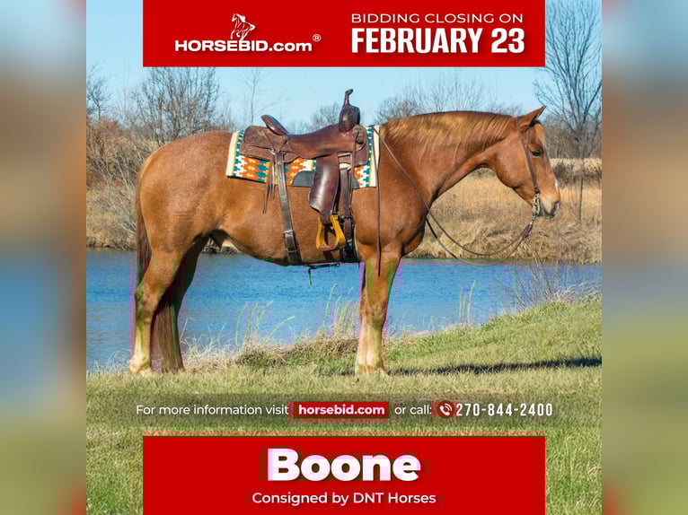 American Quarter Horse Wallach 10 Jahre 155 cm Roan-Red in Henderson