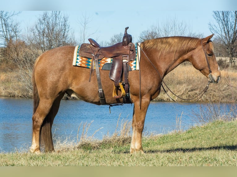 American Quarter Horse Wallach 10 Jahre 155 cm Roan-Red in Henderson