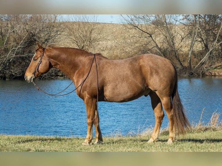 American Quarter Horse Wallach 10 Jahre 155 cm Roan-Red in Henderson