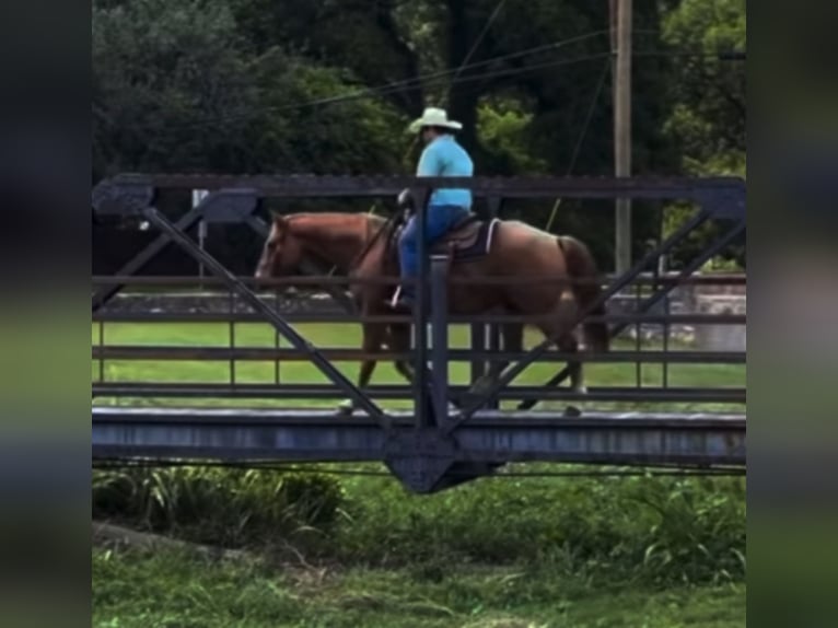 American Quarter Horse Wallach 10 Jahre 155 cm Roan-Red in Henderson