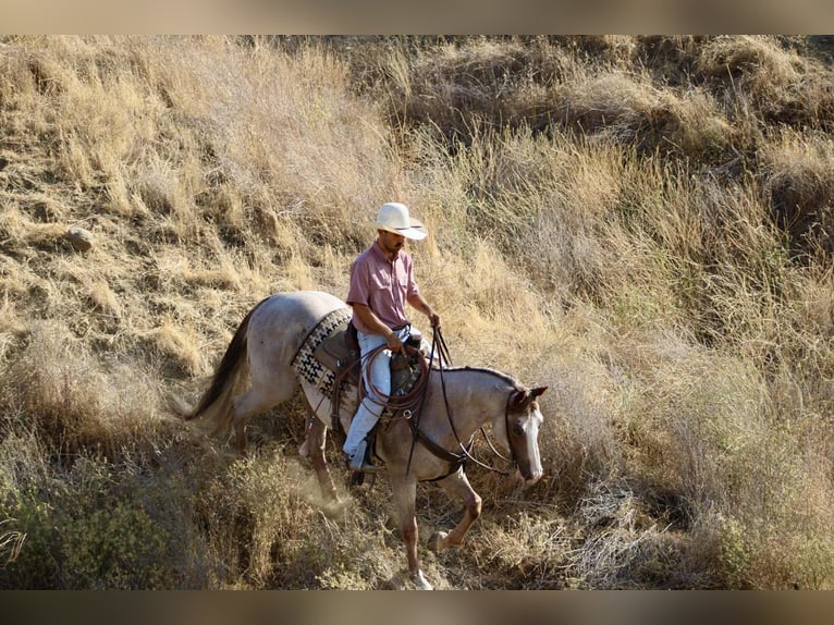 American Quarter Horse Wallach 10 Jahre 155 cm Roan-Red in Paicines CA