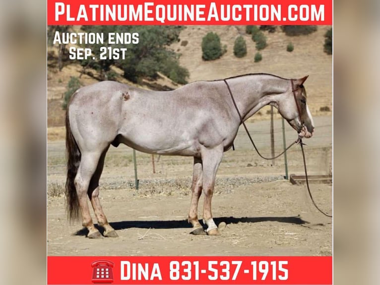 American Quarter Horse Wallach 10 Jahre 155 cm Roan-Red in Paicines CA