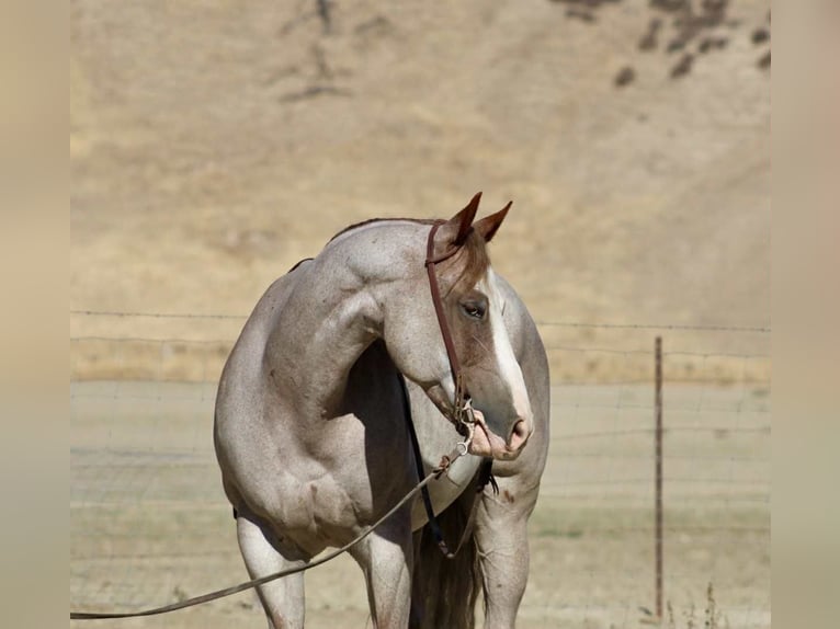 American Quarter Horse Wallach 10 Jahre 155 cm Roan-Red in Paicines CA
