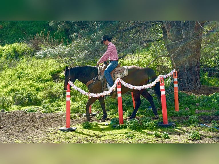 American Quarter Horse Wallach 10 Jahre 155 cm Rotbrauner in Tres Pinos