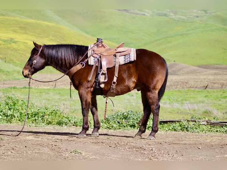 American Quarter Horse Wallach 10 Jahre 155 cm Rotbrauner in Tres Pinos