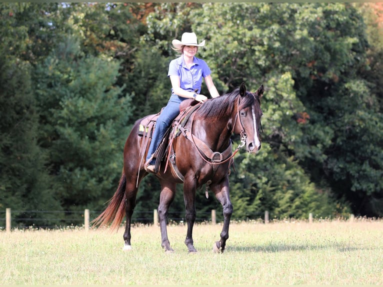 American Quarter Horse Wallach 10 Jahre 155 cm Rotbrauner in Clarion, PA