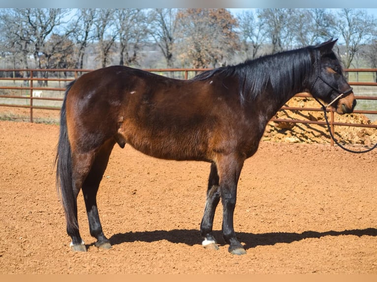 American Quarter Horse Wallach 10 Jahre 155 cm Rotbrauner in STEPHENVILLE, TX