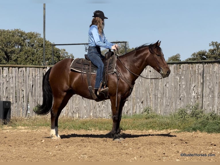 American Quarter Horse Wallach 10 Jahre 155 cm Rotbrauner in Weatherford Tx