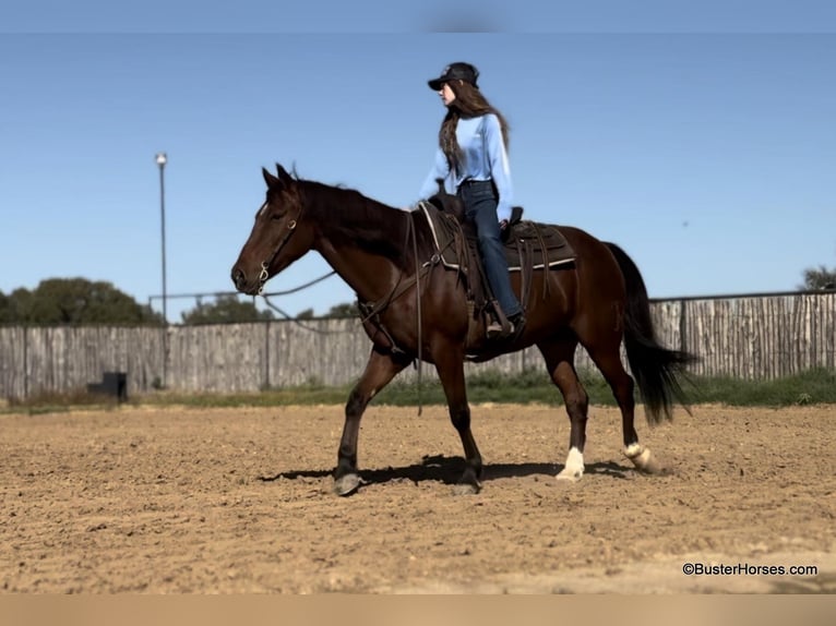 American Quarter Horse Wallach 10 Jahre 155 cm Rotbrauner in Weatherford Tx