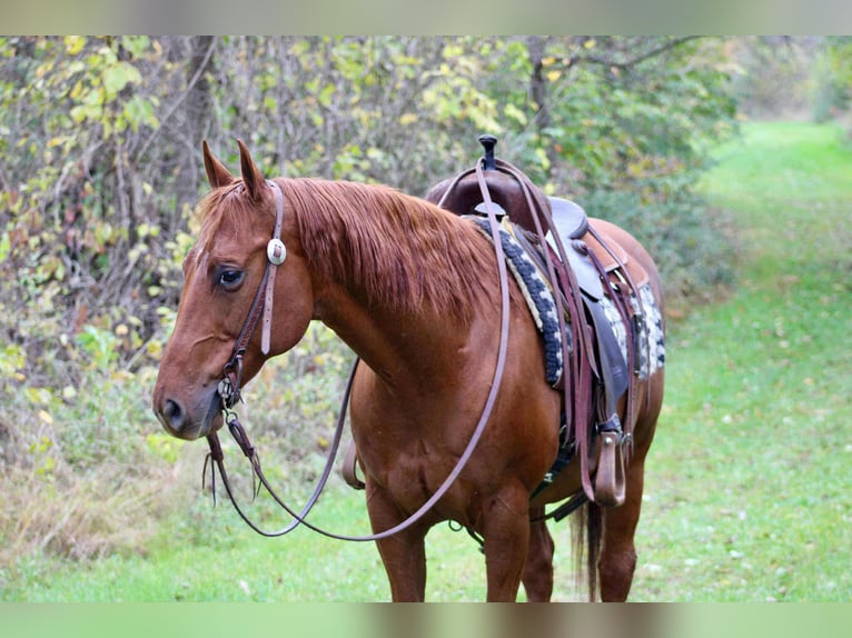American Quarter Horse Wallach 10 Jahre 155 cm Rotfuchs in Beaver Springs American Quarter Horse Wallach 10 Jahre 155 cm Rotfuchs in Beaver Springs