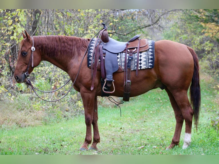 American Quarter Horse Wallach 10 Jahre 155 cm Rotfuchs in Beaver Springs American Quarter Horse Wallach 10 Jahre 155 cm Rotfuchs in Beaver Springs