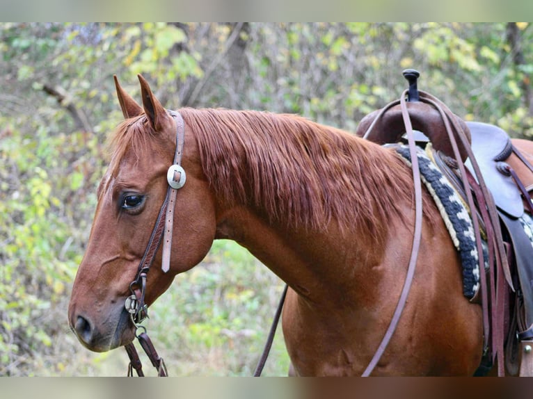 American Quarter Horse Wallach 10 Jahre 155 cm Rotfuchs in Beaver Springs American Quarter Horse Wallach 10 Jahre 155 cm Rotfuchs in Beaver Springs
