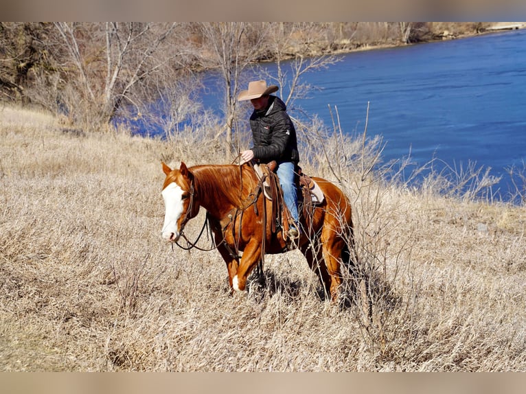American Quarter Horse Wallach 10 Jahre 155 cm Rotfuchs in Sioux Falls, SD