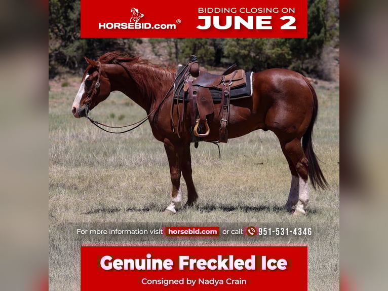 American Quarter Horse Wallach 10 Jahre 155 cm Rotfuchs in Camp Verde, AZ