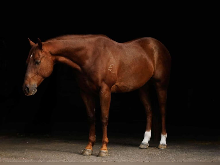 American Quarter Horse Wallach 10 Jahre 155 cm Rotfuchs in Quitman