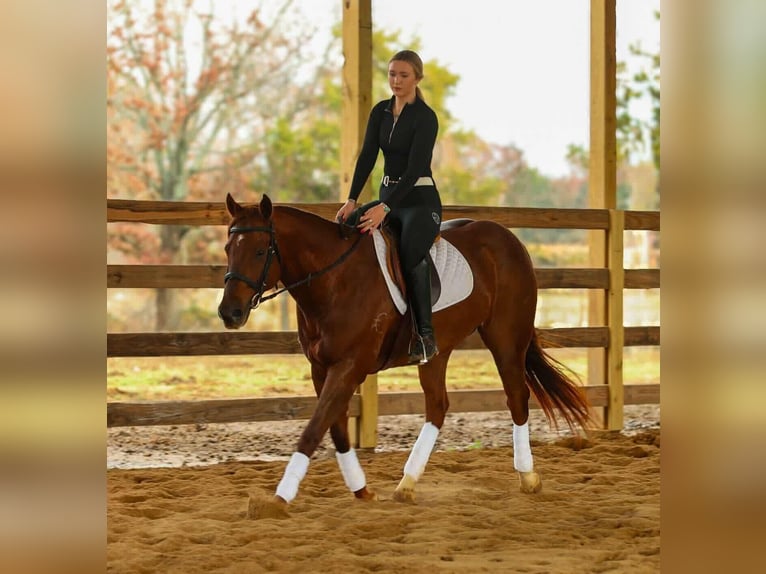 American Quarter Horse Wallach 10 Jahre 155 cm Rotfuchs in Quitman
