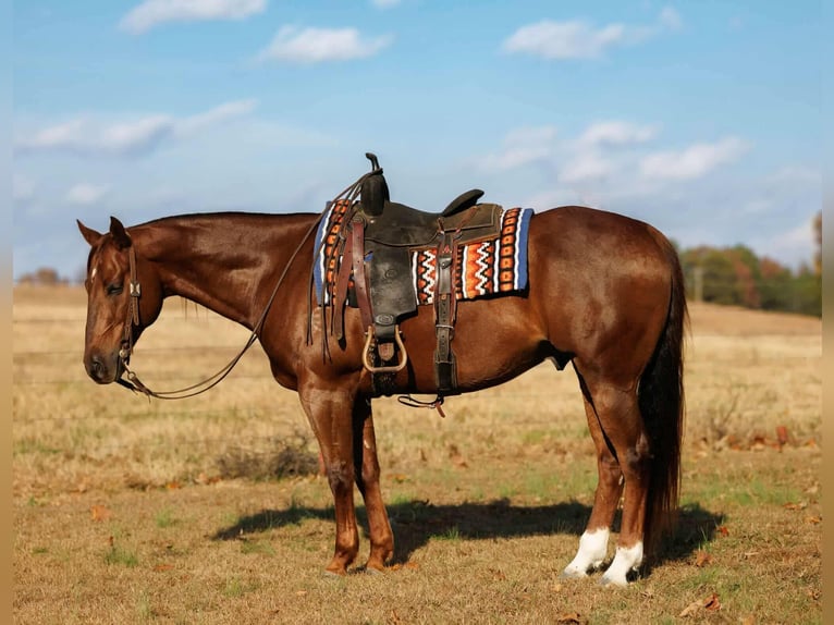 American Quarter Horse Wallach 10 Jahre 155 cm Rotfuchs in Quitman