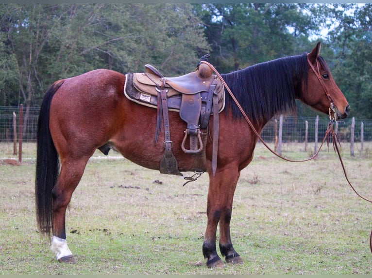 American Quarter Horse Wallach 10 Jahre 155 cm Rotfuchs in RUSK TX