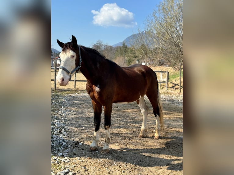 American Quarter Horse Mix Wallach 10 Jahre 155 cm Schecke in Strobl am Wolfgangsee