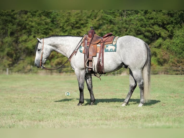 American Quarter Horse Wallach 10 Jahre 155 cm Schimmel in Waterford, CA