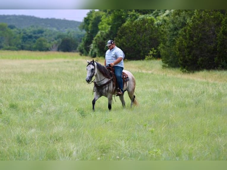 American Quarter Horse Wallach 10 Jahre 155 cm Schimmel in STEPHENVILLE, TX