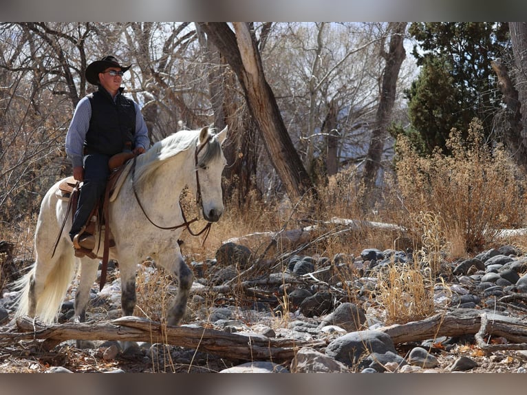 American Quarter Horse Wallach 10 Jahre 155 cm Schimmel in Camp Verde AZ