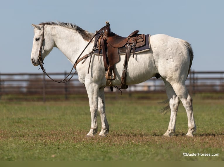 American Quarter Horse Wallach 10 Jahre 155 cm Schimmel in Weatherford TX