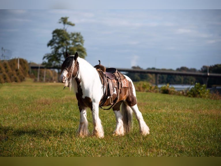 American Quarter Horse Wallach 10 Jahre 155 cm Tobiano-alle-Farben in Middletown OH